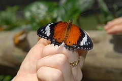 0683 Butterfly Sanctuary Kuranda